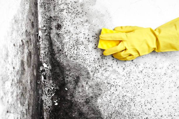 Best Local Mold Removal Service  in Midwest City, OK