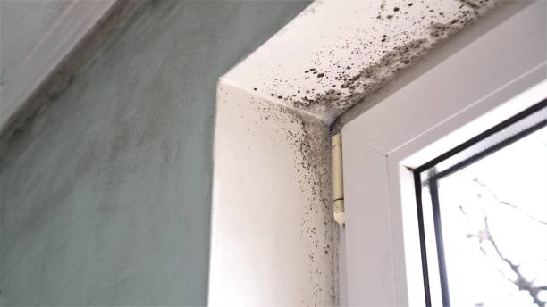 Reliable Midwest City, OK Mold Removal Solutions