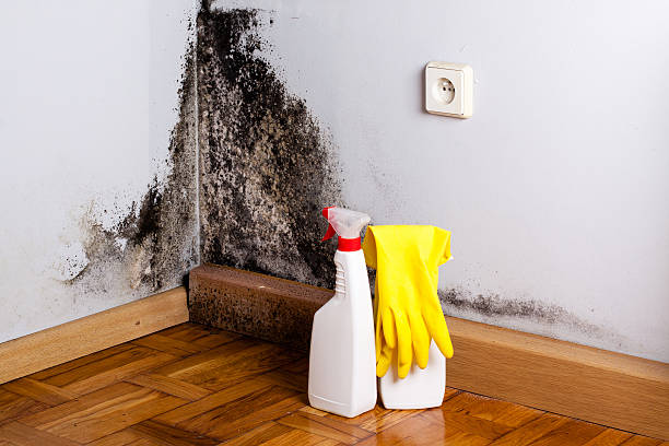 Best Office Mold Removal Services  in Midwest City, OK